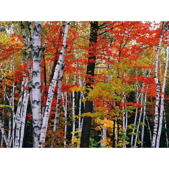 Art.com Birch and Maple Trees in Autumn Photographic Print by James Randklev, 16" x 12"