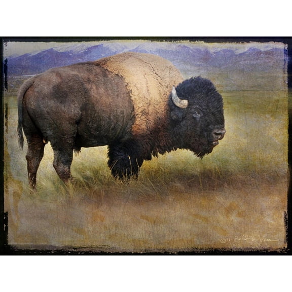 Art.com Bison Portrait II Art Print by Chris Vest, 16" x 12"