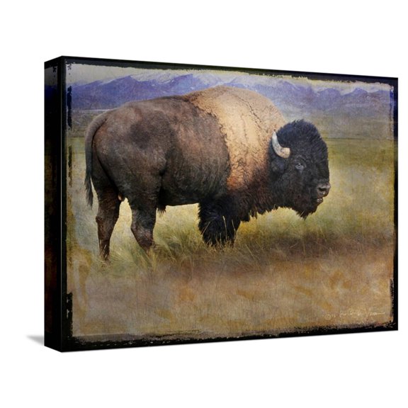 Art.com Bison Portrait II Stretched Canvas Print Wall Art by Chris Vest, 16" x 12"