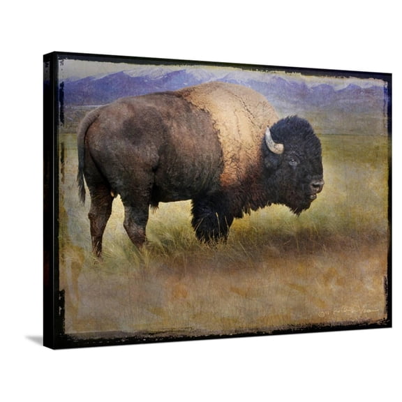 Art.com Bison Portrait II Stretched Canvas Print Wall Art by Chris Vest, 32" x 24"