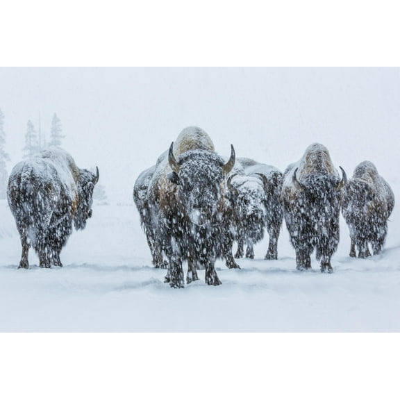 Art.com Bison in Yellowstonre National Park Photographic Print by Art Wolfe, 18" x 12"
