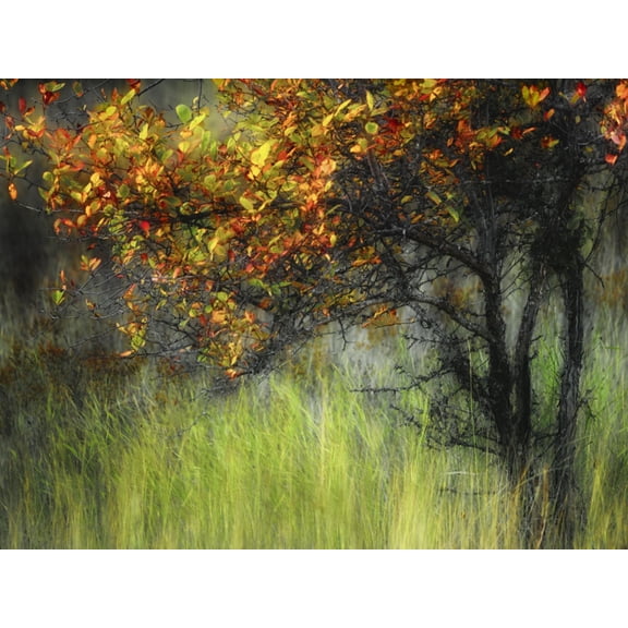 Art.com Bittersweet Photographic Print by Ursula Abresch, 16" x 12"