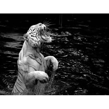 Art.com Black and White Picture of a White Tiger Standing in Water Photographic Print by Kjersti Joergensen, 16" x 12"