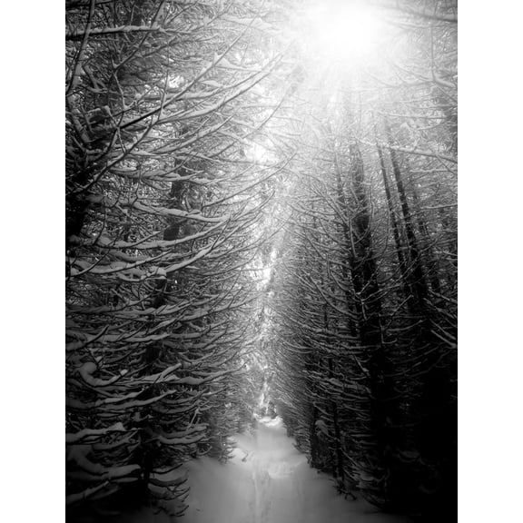 Art.com Black and White Winter Forest, Vertical Landscape Photographic Print by SSokolov, 12" x 16"