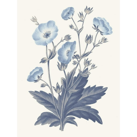 Art.com Blue Botanical VI Art Print by Wild Apple Portfolio, 18" x 24"
