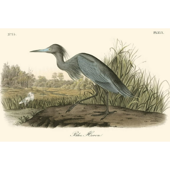 Art.com Blue Heron Art Print by John James Audubon, 18" x 12"