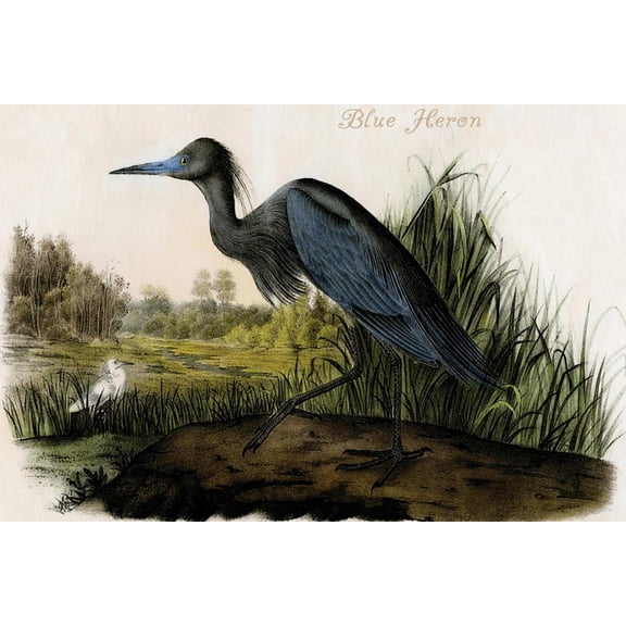 Art.com Blue Heron Art Print by John James Audubon, 24" x 16"
