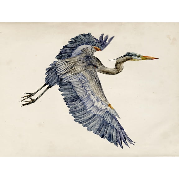Art.com Blue Heron Rendering IV Art Print by Melissa Wang, 16" x 12"