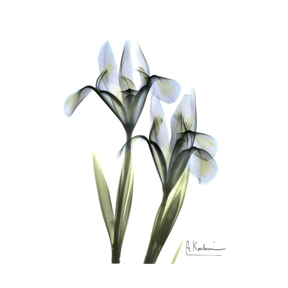 Art.com Blue Iris Portrait Premium Giclee Print by Albert Koetsier, 18" x 24"