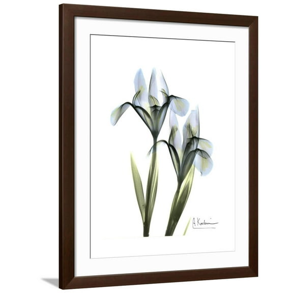 Art.com Blue Iris Portrait Premium Giclee Print by Albert Koetsier, Brown Frame Wall Art, 32" x 40"
