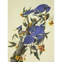 Art.com Blue Jay Art Print by John James Audubon, 12" x 16"