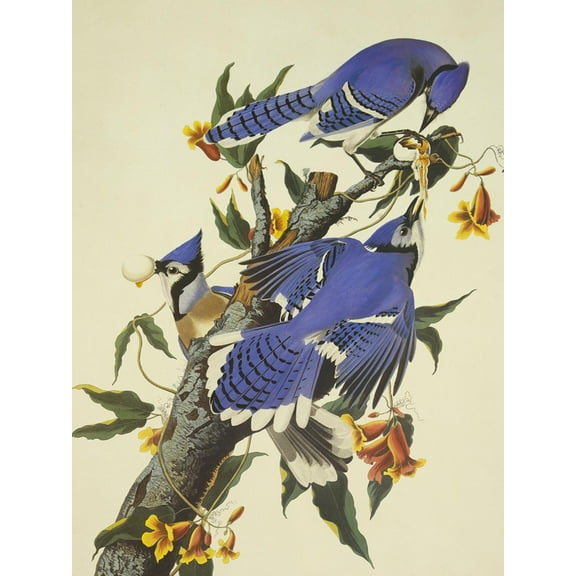 Art.com Blue Jay Art Print by John James Audubon, 12" x 16"