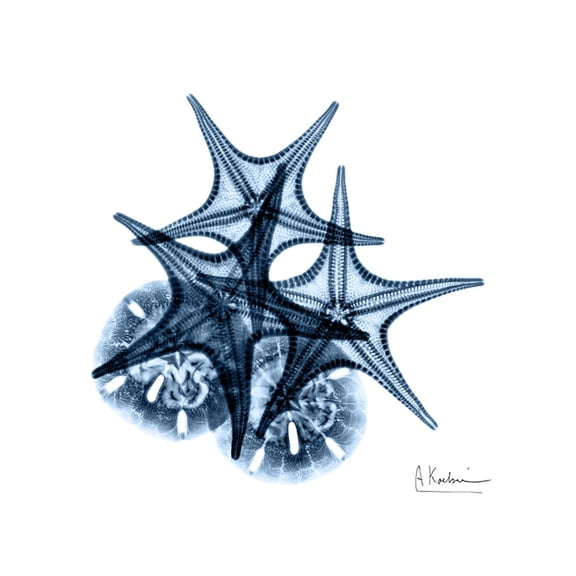 Art.com Blue Starfish 2 Premium Giclee Print by Albert Koetsier, 24" x 24"