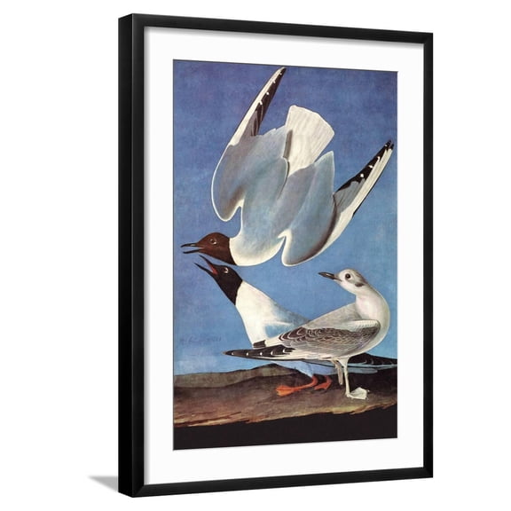 Art.com Bonapartes Gull Art Print by John James Audubon, Black Frame Wall Art, 21" x 29"