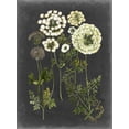 thumbnail image 1 of Art.com Bookplate Floral II Art Print by Naomi McCavitt, 12" x 16", 1 of 4