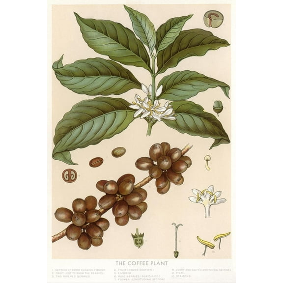 Art.com Botanical Drawing of Coffee Plant Art Print, 12" x 18"