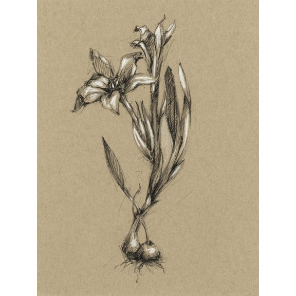 Art.com Botanical Sketch Black and White I Art Print by Ethan Harper, 12" x 16"