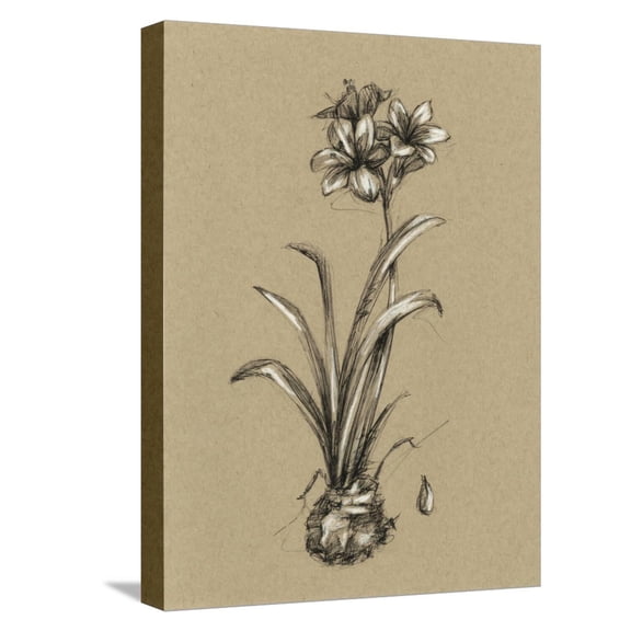 Art.com Botanical Sketch Black and White II Stretched Canvas Print Wall Art by Ethan Harper, 12" x 16"