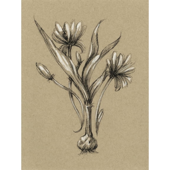 Art.com Botanical Sketch Black and White III Art Print by Ethan Harper, 12" x 16"