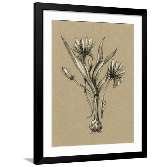 Art.com Botanical Sketch Black and White III Art Print by Ethan Harper, Black Frame Wall Art, 32" x 40"