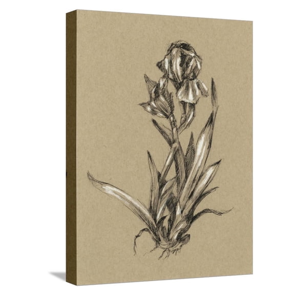Art.com Botanical Sketch Black and White VI Stretched Canvas Print Wall Art by Ethan Harper, 12" x 16"