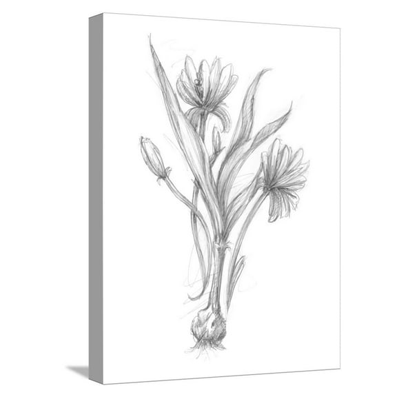 Art.com Botanical Sketch III Stretched Canvas Print Wall Art by Ethan Harper, 12" x 16"