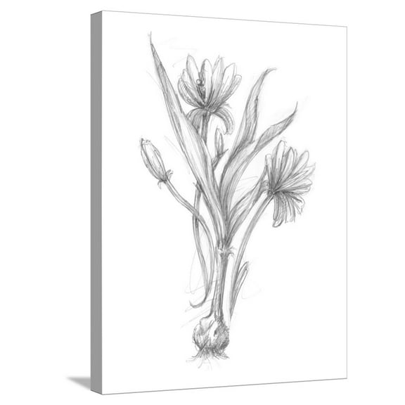 Art.com Botanical Sketch III Stretched Canvas Print Wall Art by Ethan Harper, 18" x 24"