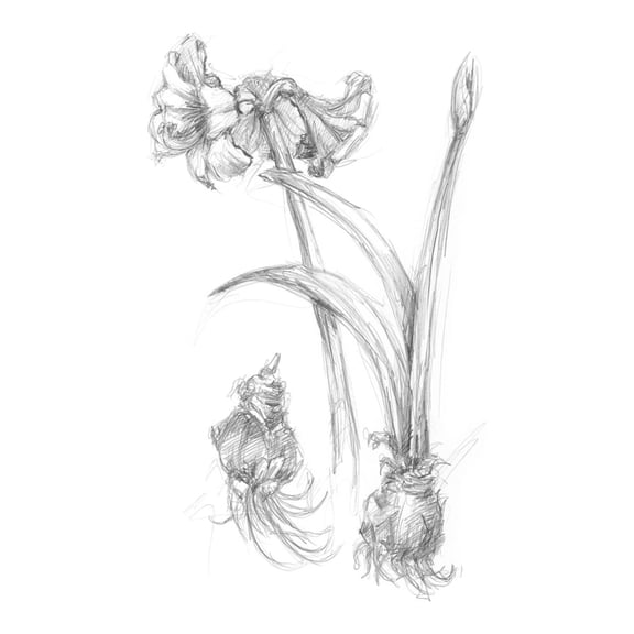 Art.com Botanical Sketch IV Art Print by Ethan Harper, 24" x 32"