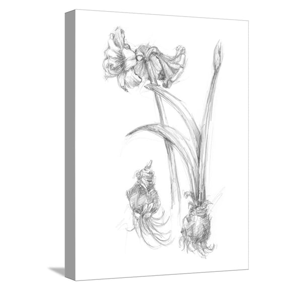Art.com Botanical Sketch IV Stretched Canvas Print Wall Art by Ethan Harper, 12" x 16"