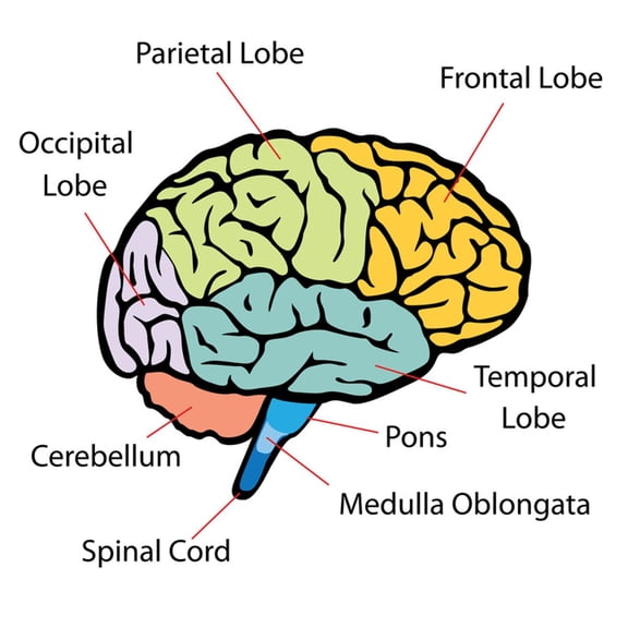 Art.com Brain Sections Premium Giclee Print by nn555, 16" x 16"