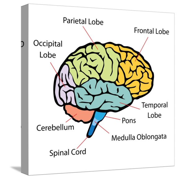 Art.com Brain Sections Stretched Canvas Print Wall Art by nn555, 16" x 16"