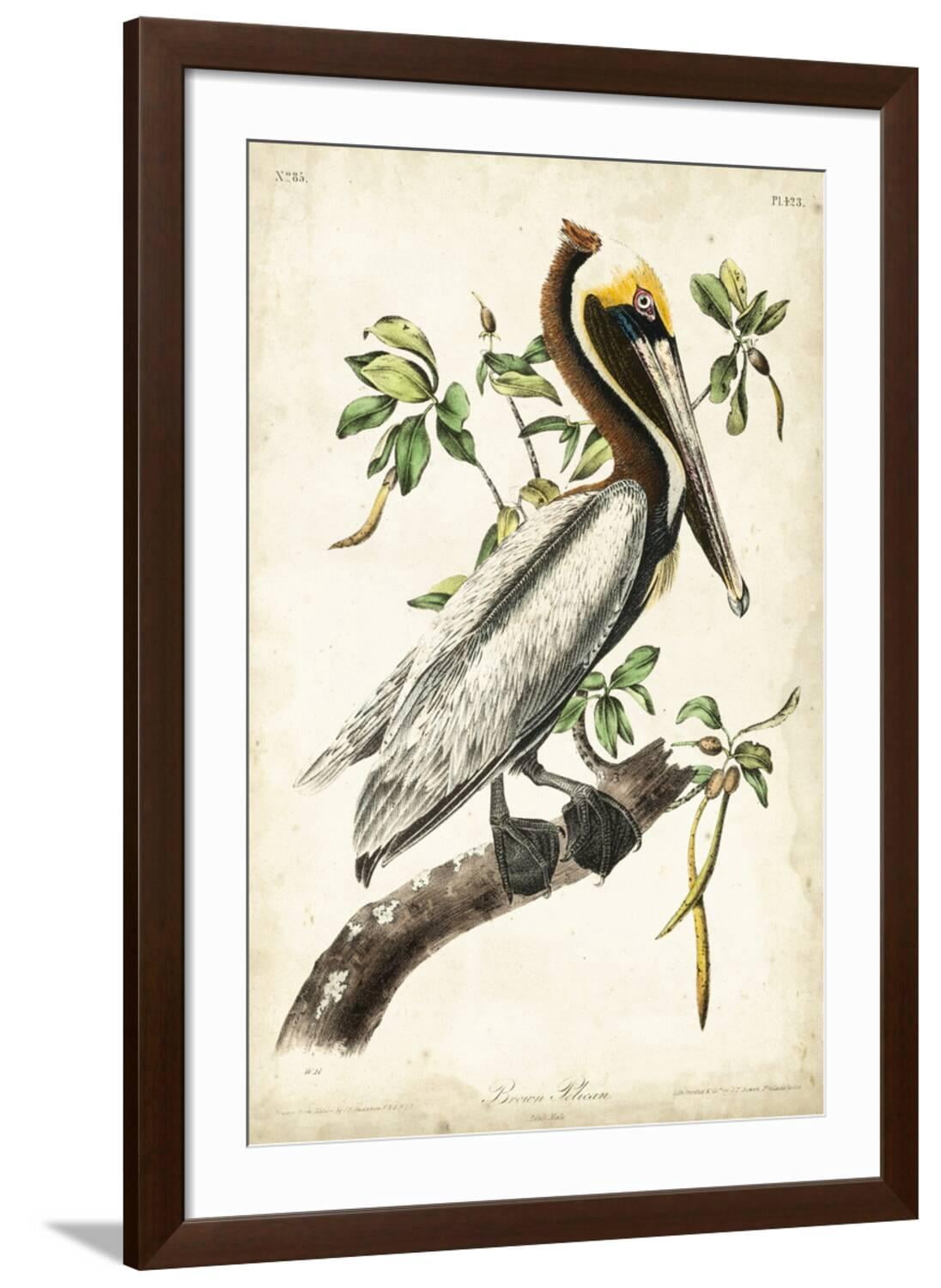 Art.com Brown Pelican Art Print by John James Audubon, Brown Frame Wall ...