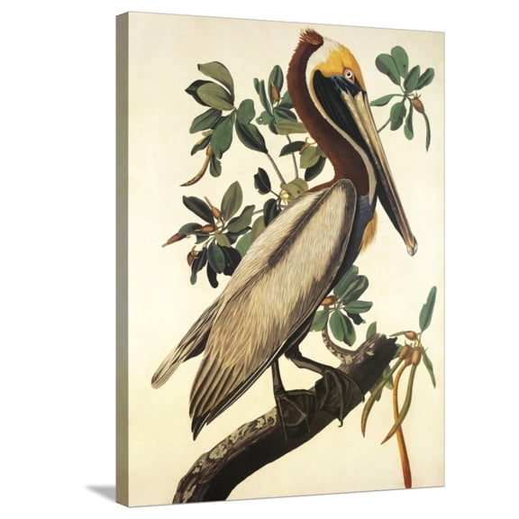 Art.com Brown Pelican Stretched Canvas Print Wall Art by John James Audubon, 24" x 32"