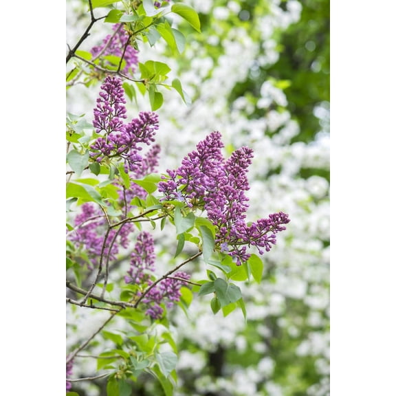 Art.com Budding lilac bush, USA Photographic Print by Lisa Engelbrecht, 24" x 36"