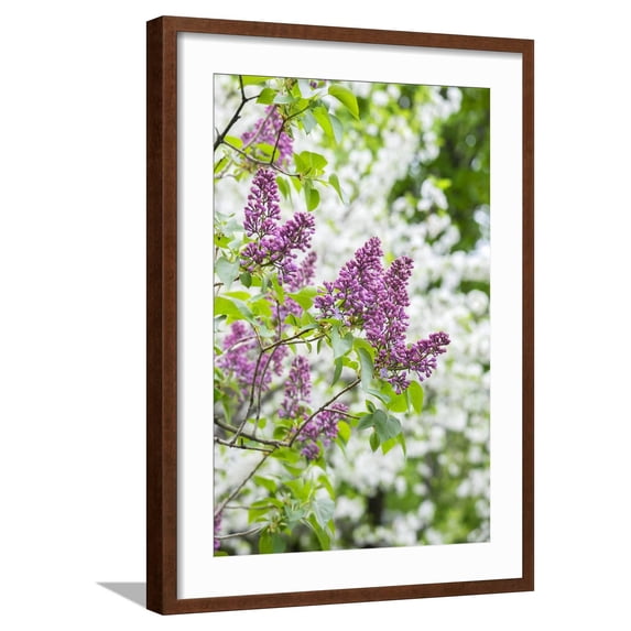 Art.com Budding lilac bush, USA Photographic Print by Lisa Engelbrecht, Brown Frame Wall Art, 21" x 29"