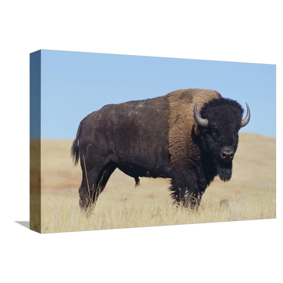 Art.com Buffalo Stretched Canvas Print Wall Art by DLILLC, 18" x 12"