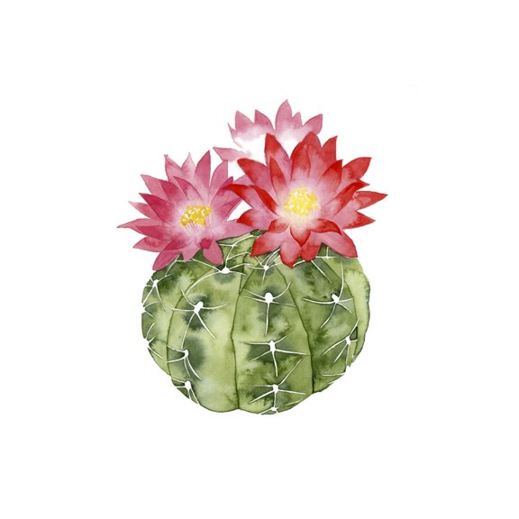 Art.com Cactus Bloom III Art Print by Grace Popp, 12" x 16"