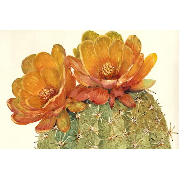 Art.com Cactus Blossoms II Art Print by Tim OToole, 36" x 24"