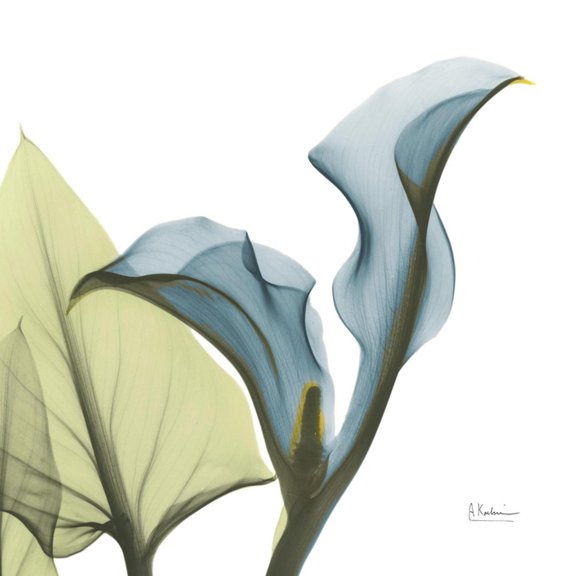 Art.com Calla L235 Photographic Print by Albert Koetsier, 16" x 16"