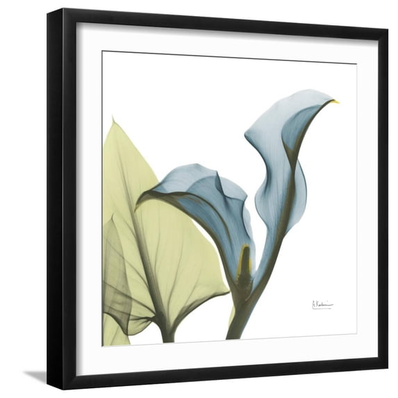 Art.com Calla L235 Photographic Print by Albert Koetsier, Black Frame Wall Art, 21" x 21"