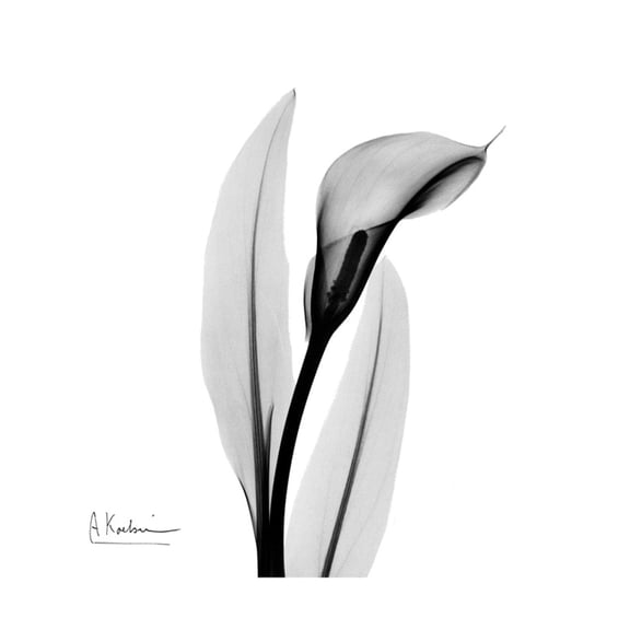 Art.com Calla Lily Gray 3 Art Print by Albert Koetsier, 24" x 24"