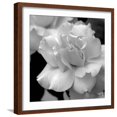 thumbnail image 1 of Art.com Candy Rose Photo by Nicole Katano, Brown Frame Wall Art, 21" x 21", 1 of 5