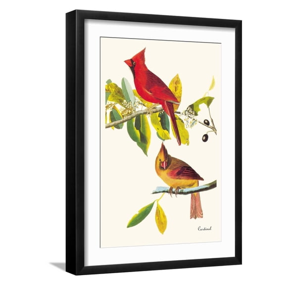 Art.com Cardinal Art Print by John James Audubon, Black Frame Wall Art, 17" x 23"