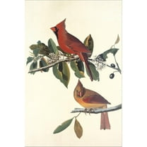 Art.com Cardinal Grosbeak Stretched Canvas Print Wall Art by John James Audubon, 12" x 18"