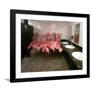 Art.com Caribbean Flamingos from Miami's Metrozoo Crowd into the Men's Bathroom Photographic Print, Black Frame Wall Art, 40" x 32"