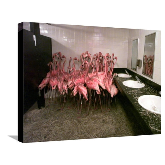 Art.com Caribbean Flamingos from Miami's Metrozoo Crowd into the Men's Bathroom Stretched Canvas Print Wall Art, 24" x 18"