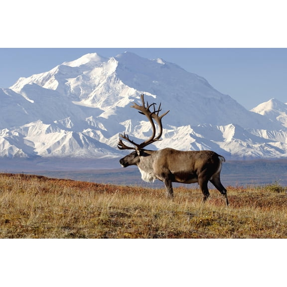Art.com Caribou bull in fall colors with Mount McKinley in the background, Denali National Park, Alaska Photographic Print by Steve Kazlowski, 18" x 12"