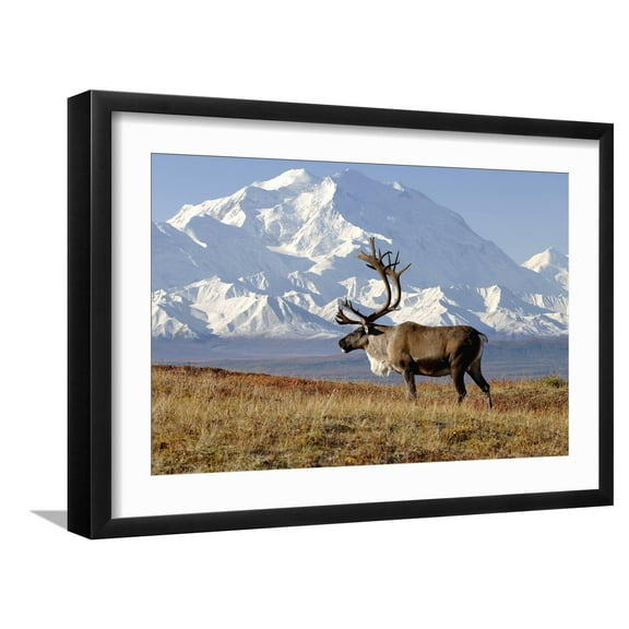 Art.com Caribou bull in fall colors with Mount McKinley in the background, Denali National Park, Alaska Photographic Print by Steve Kazlowski, Black Frame Wall Art, 23" x 17"