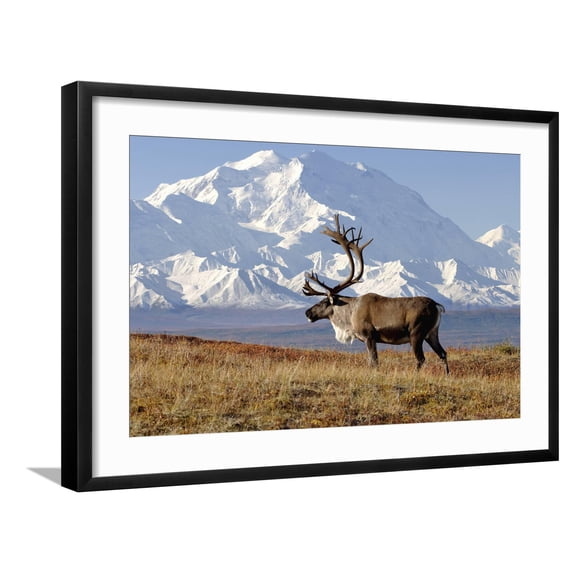 Art.com Caribou bull in fall colors with Mount McKinley in the background, Denali National Park, Alaska Photographic Print by Steve Kazlowski, Black Frame Wall Art, 29" x 21"