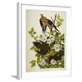 thumbnail image 1 of Art.com Carolina Turtledove. Mourning Dove, (Zenaida Macroura), Plate Xvii, from 'The Birds of America' Giclee Print by John James Audubon, White Frame Wall Art, 23" x 29", 1 of 5